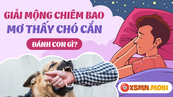 Con số may mắn của giấc mơ thấy bị chó cắn là gì?